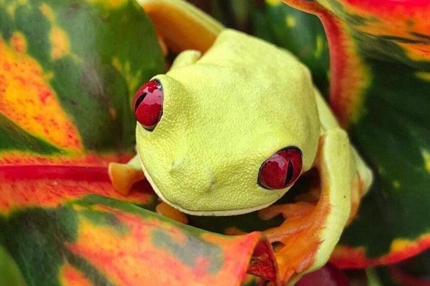 Une grenouille verte aux yeux rouges, posée sur une feuille. 2