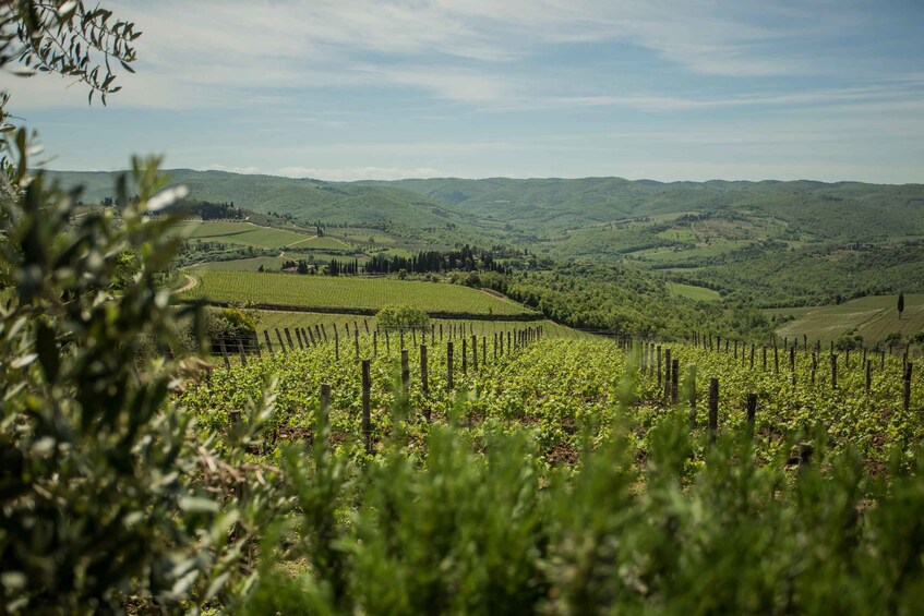 Picture 8 for Activity Tuscan Cooking Experience with Wine Tasting in Panzano in C. 4