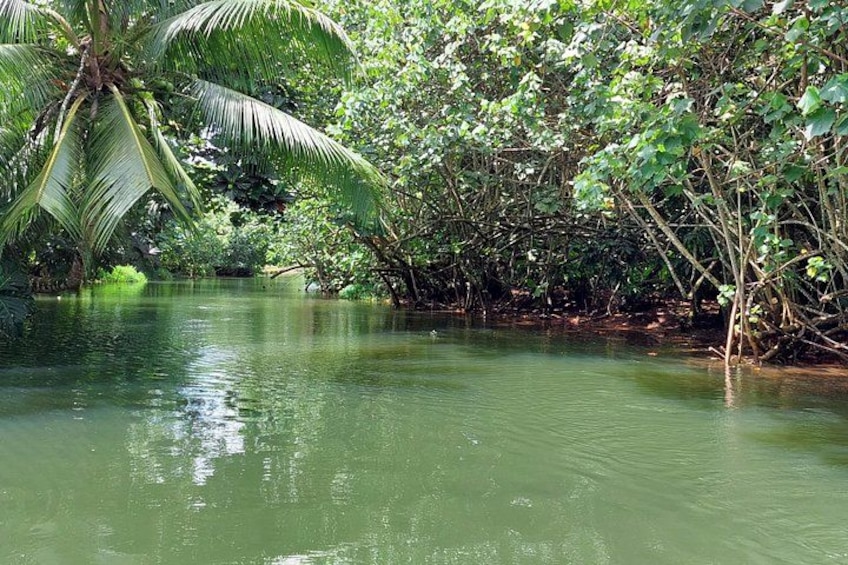 Let yourself be carried on the calm waters of the River Faaroa. 3