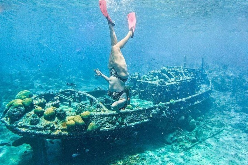 Un plongeur explore une épave sous-marine, entouré de la faune et de la flore marines. 2