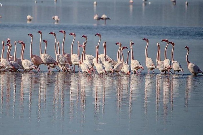 A group of flamingos standing in shallow water. 4