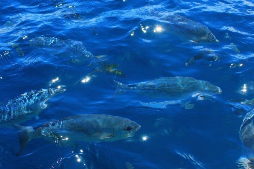 A school of fish swimming in clear blue water. 5