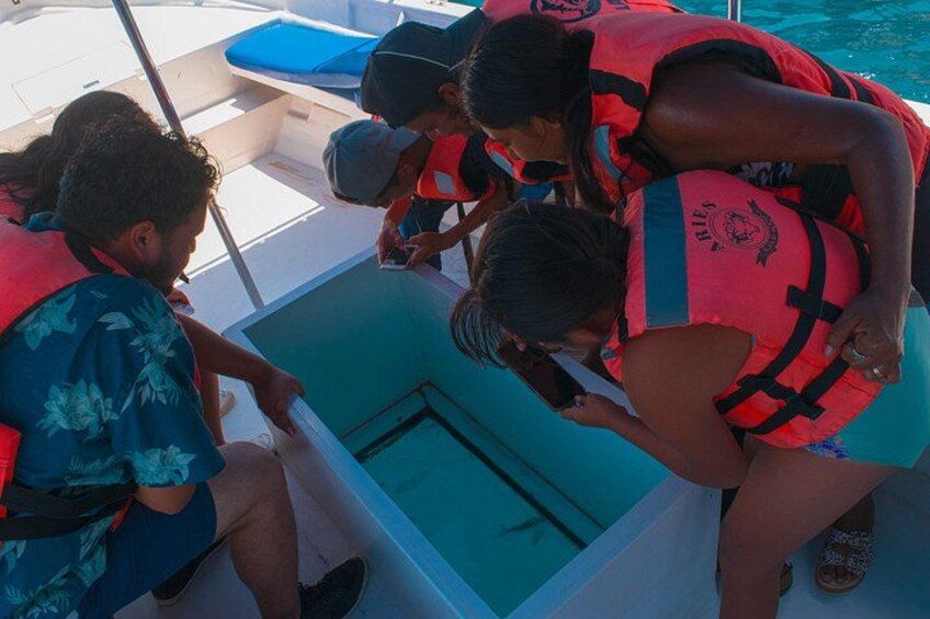 Cabo San Lucas Glass Bottom Boat Tour to the Arch with Beach Time 4
