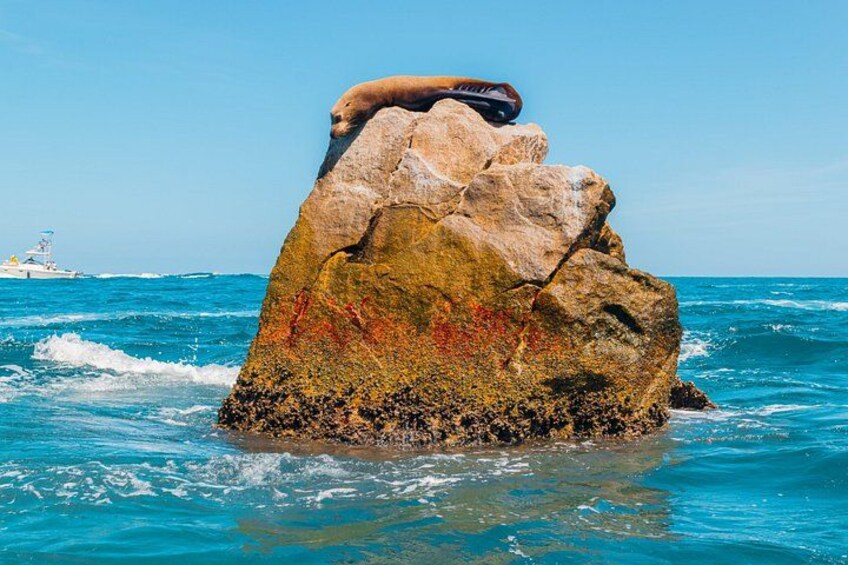 Cabo San Lucas Glass Bottom Boat Tour to the Arch with Beach Time 2