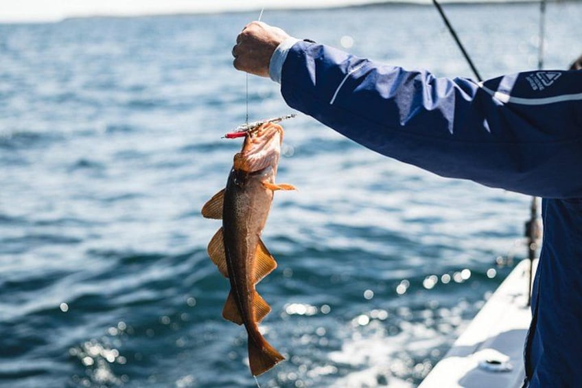 Eine Person hält einen Fisch mit einem Angelhaken. 3