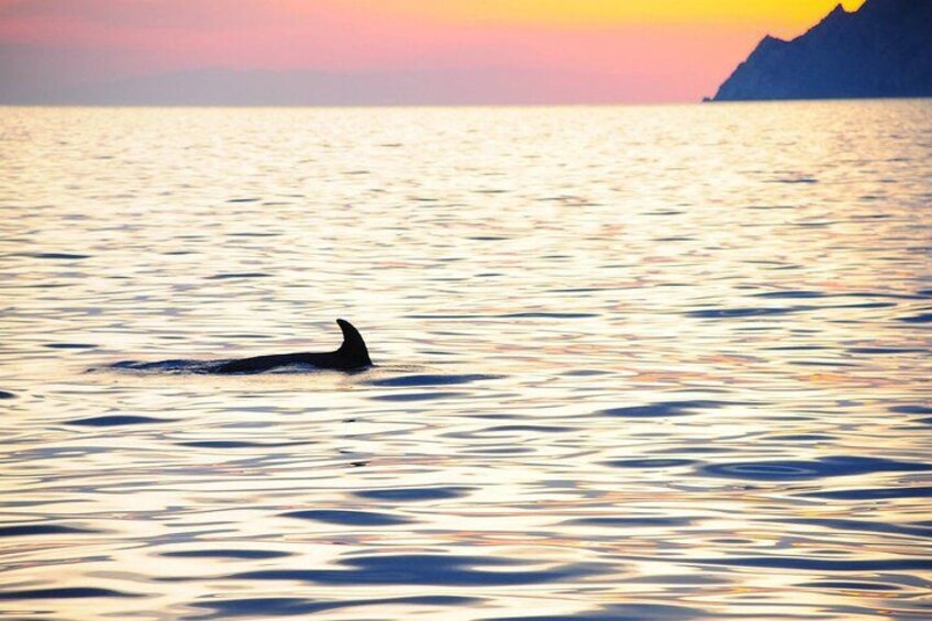 Een walvis zwemt in rustig water tijdens de zonsondergang. 5