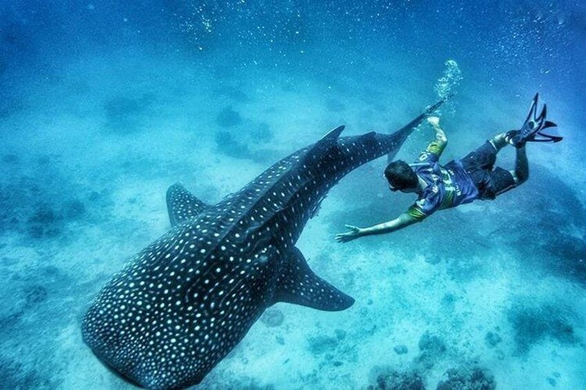 Oslob Whale Shark Watching + Kawasan Falls Day Tour 1