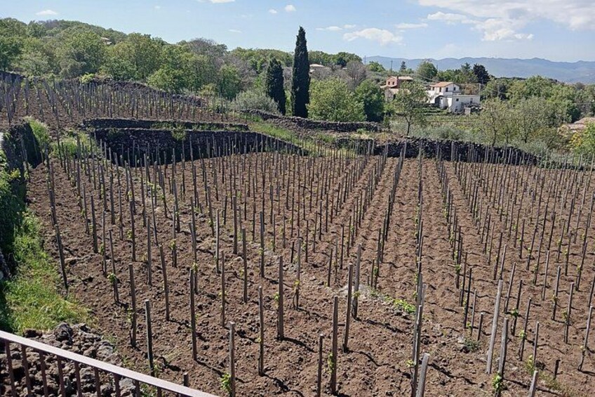 winery 3