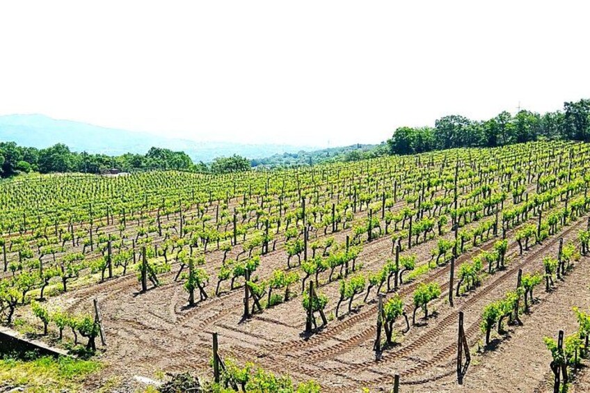 winery 2