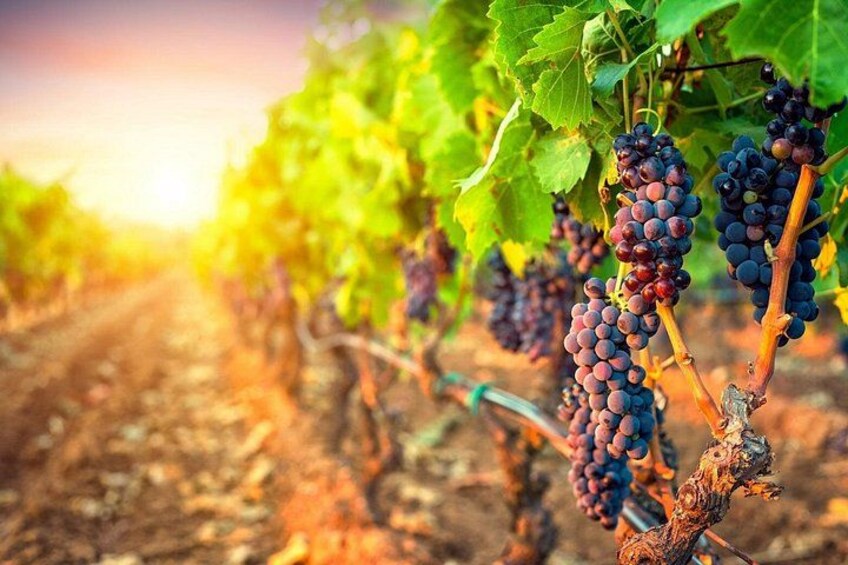 Sparkling Hill Full Day Guided Wine Tour with 5 Wineries 2