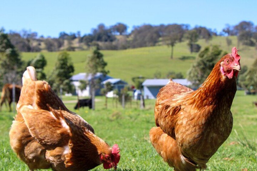 Newcastle: Country Towns River & Farm Tour with BBQ 5