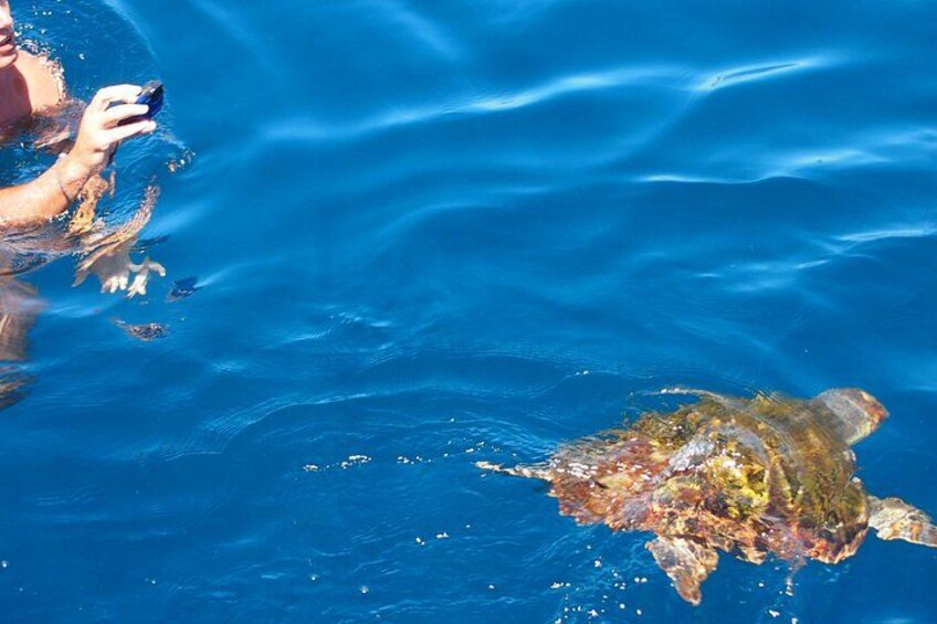 Bathing with turtles 3