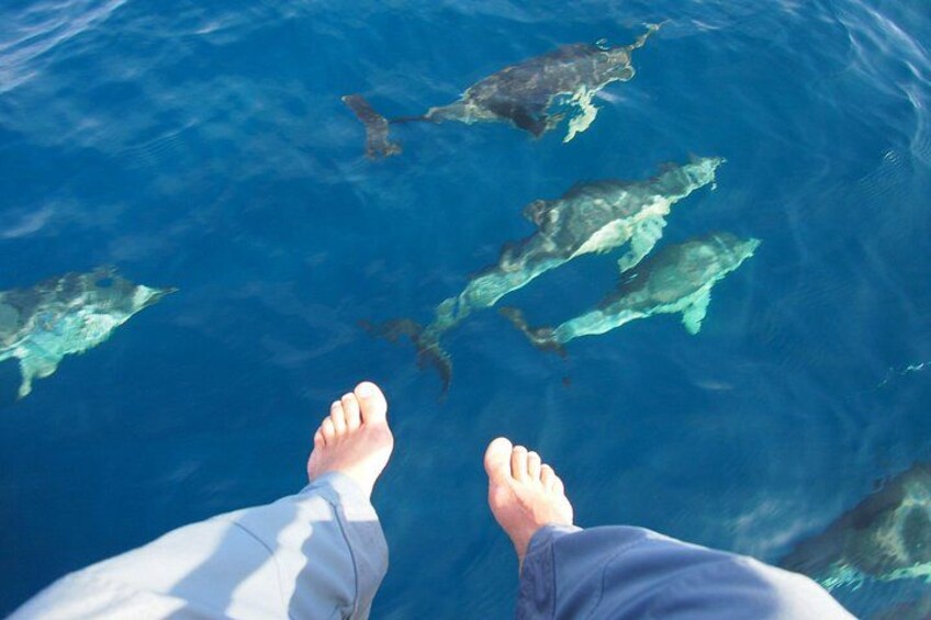 Dolphins at your feet! 5