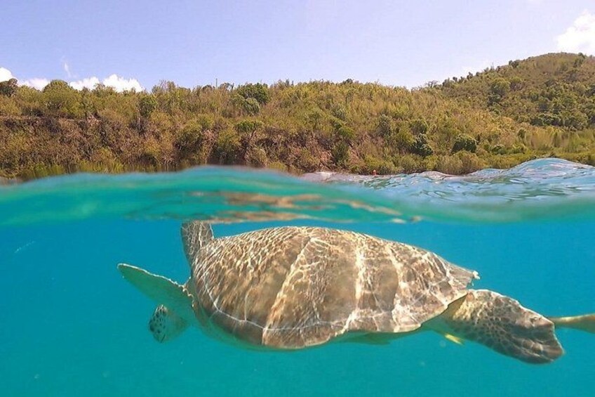 Snorkel with sea turtles in Maho Bay near St. John. 5