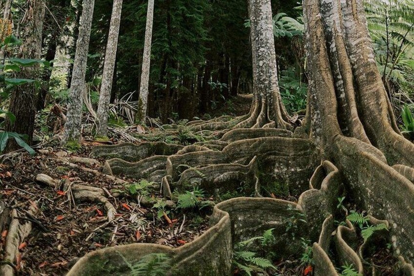 Kona Cloud Forest Sanctuary Montane Jungle Tour (2.5 hrs) 1