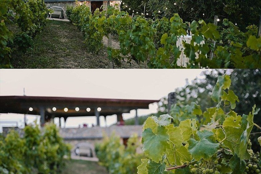 S&S Winery - Wine Tasting Experience in Ohrid 3