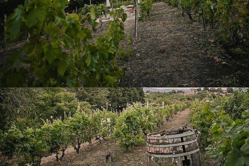 Viñedo con hileras de vides y un barril de madera antiguo. 4