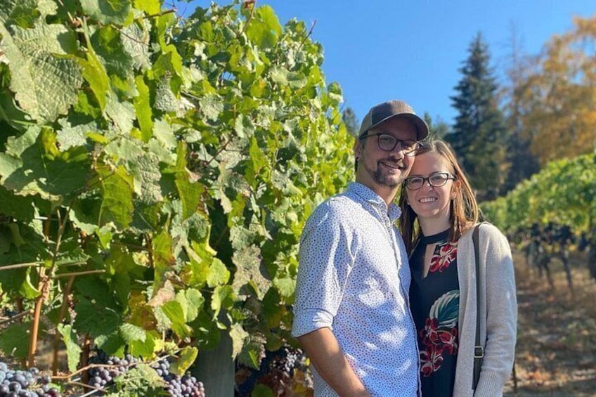 A vineyard with grapevines and a person standing in the foreground. 3