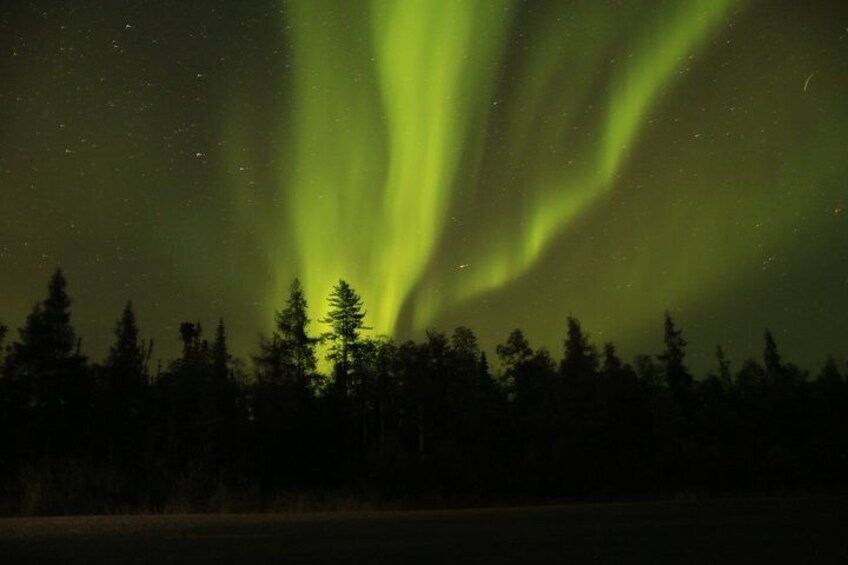 The Northern Lights over a forested landscape at night. 3