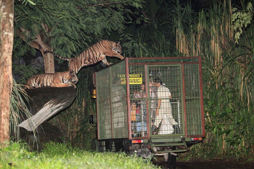 Picture 3 for Activity Bali: Return Private Transfer for Night Safari 3