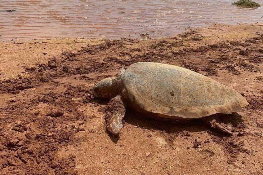 Une tortue sur une rive boueuse, près de l’eau. 3