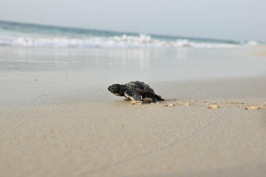 Une tortue sur une plage de sable, avec les vagues de l’océan en arrière-plan. 5