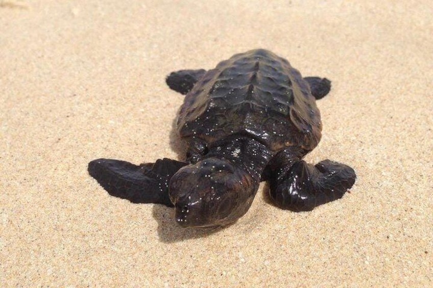 Une tortue sur une plage de sable. 4