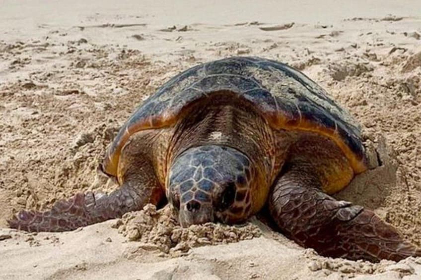 Guided turtle tour in a group in Boa Vista 2