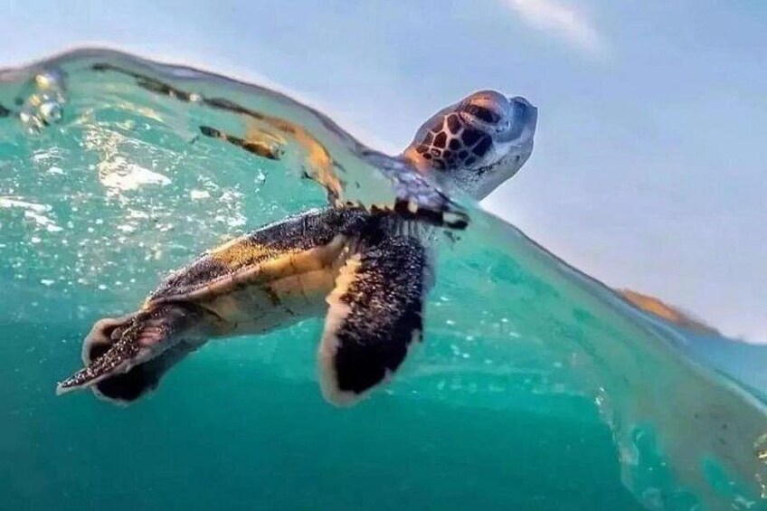 Guided turtle tour in a group in Boa Vista 3