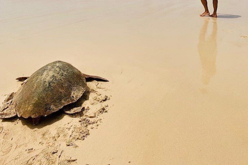 Guided turtle tour in a group in Boa Vista 2