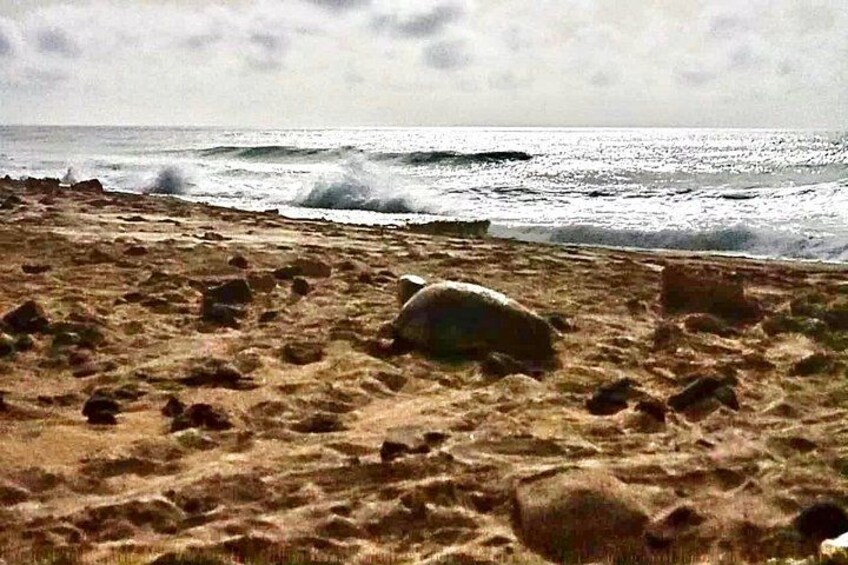 Guided turtle tour in a group in Boa Vista 2