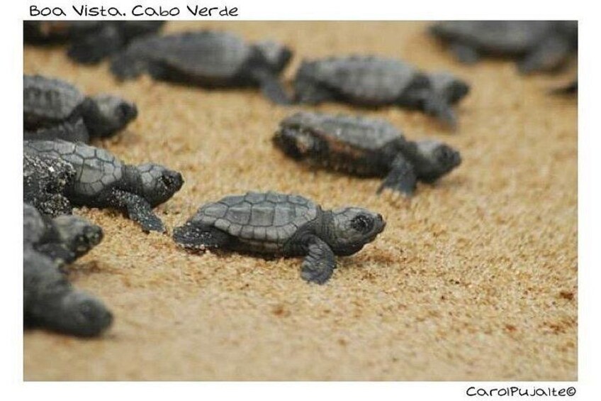 Guided turtle tour in a group in Boa Vista 1