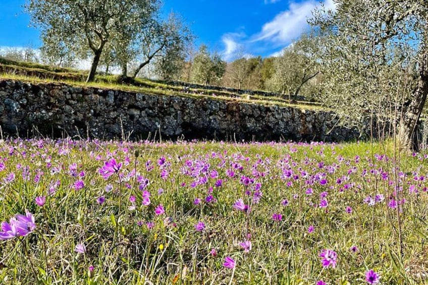 A field of purple flowers, a stone wall, and trees in a sunny landscape. 4