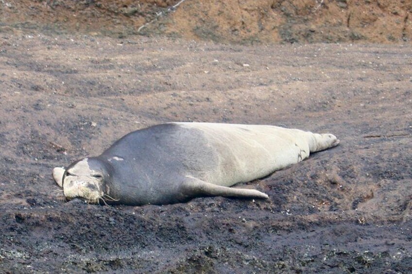 A seal lying on a rocky surface. 4