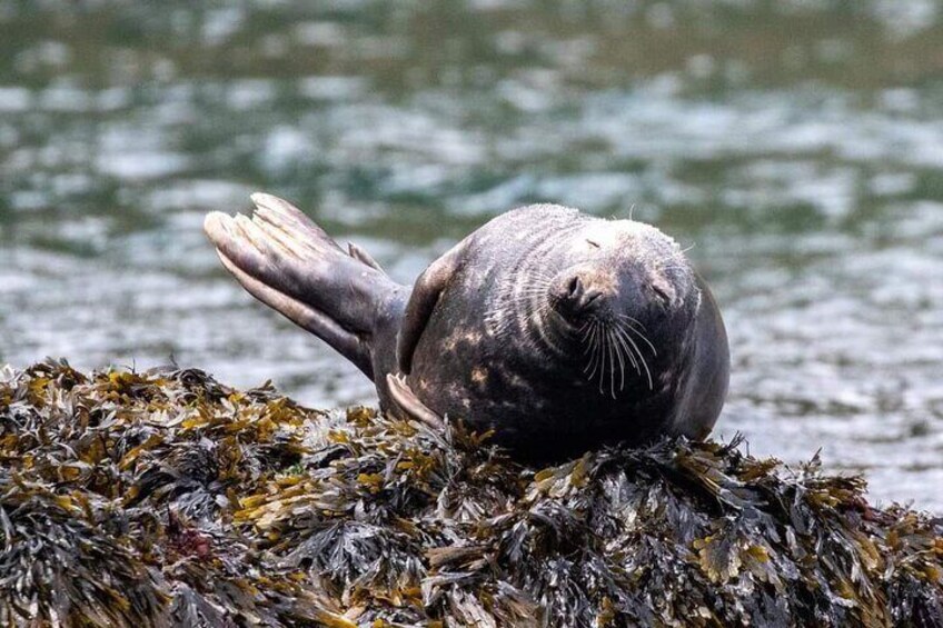 A seal resting on seaweed by the water. 4