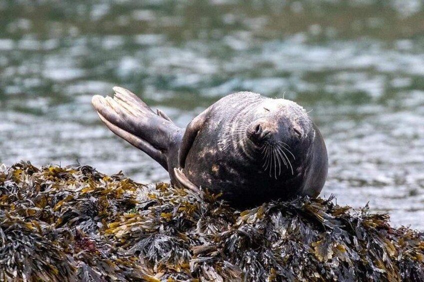 Wildlife, Sea Cave and Bushcraft Kayak Safari in English Riviera 2