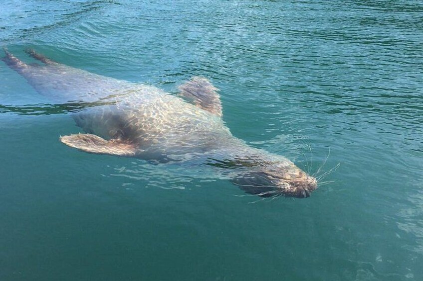 Wildlife, Sea Cave and Bushcraft Kayak Safari in English Riviera 4