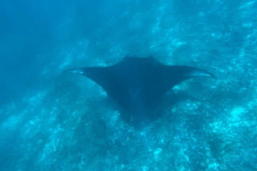 A stingray swimming underwater. 4