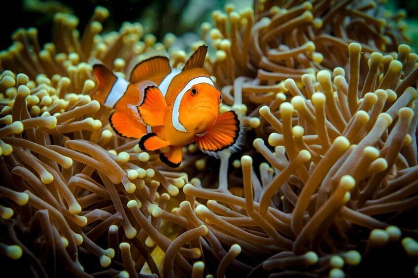 En klovnefisk blandt søanemoner. 4