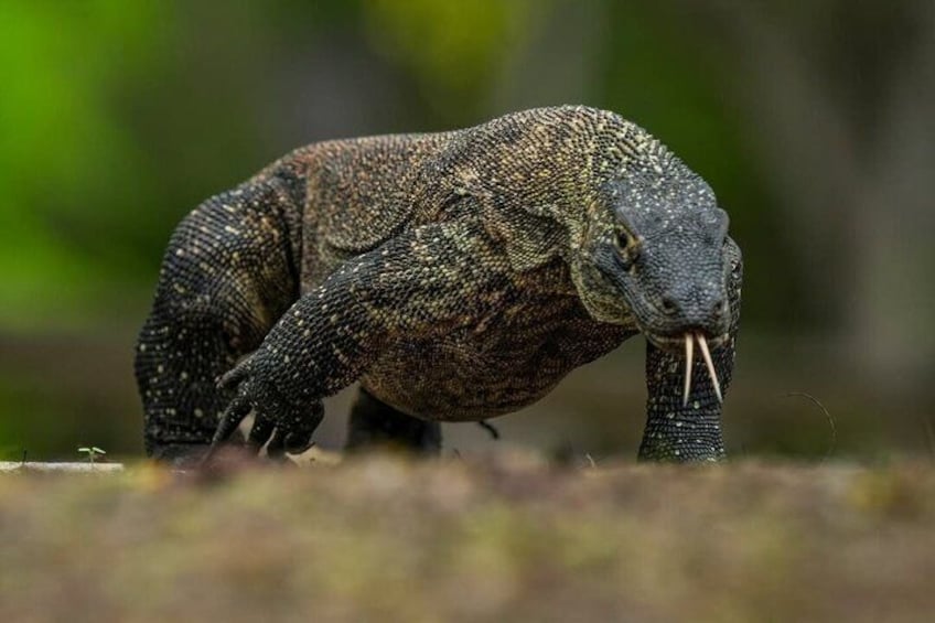 Early Morning Group Speedboat Tour to Komodo National Park 2