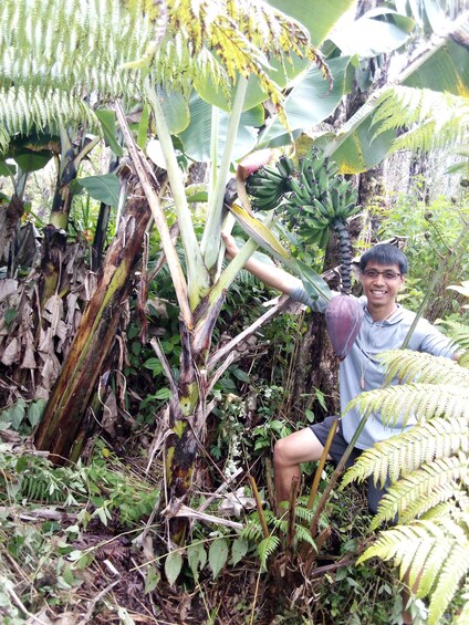 Big Island Jungle Tour with Banana and Guava Green Tea