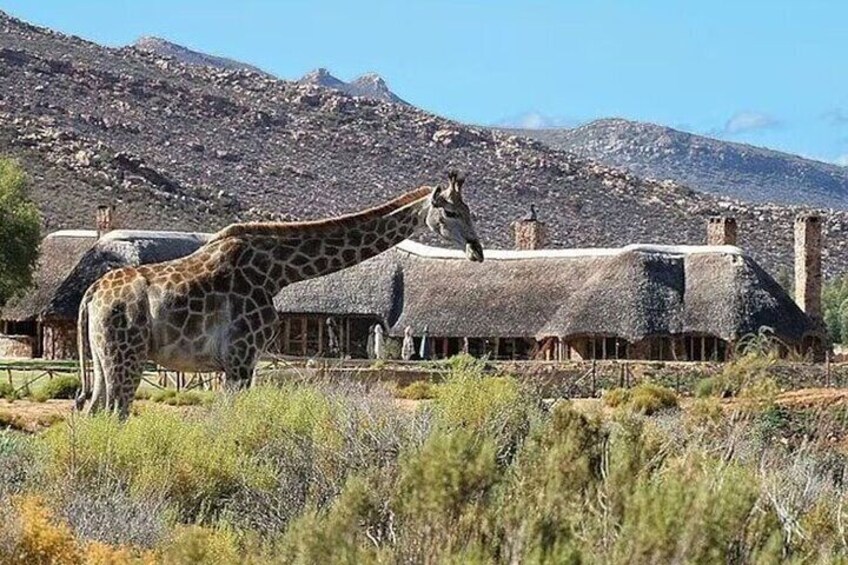 A giraffe standing in front of a thatched-roof building in a natural landscape. 1