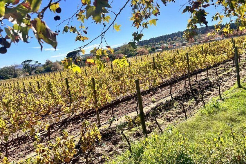 A vineyard with rows of grapevines under a clear sky. 2