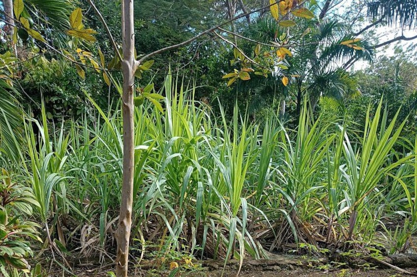 Een weelderige tropische tuin met diverse groene planten en een boom op de voorgrond. 3