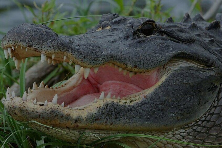 Airboat Rides Florida Everglades