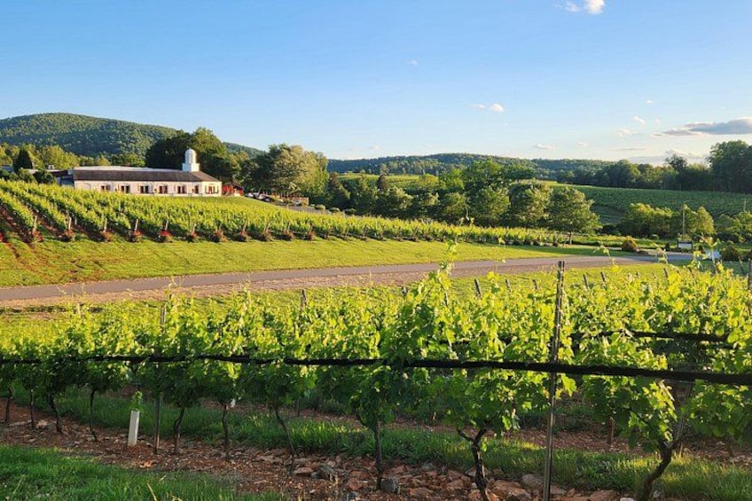 A vineyard with rows of grapevines, a building in the background, and rolling hills. 5