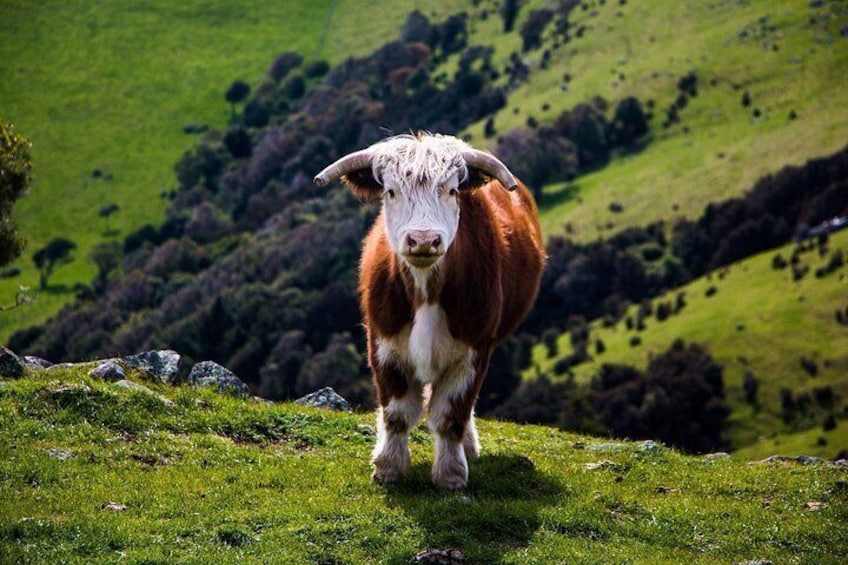 A cow standing on a grassy hillside with a hilly landscape in the background. 5