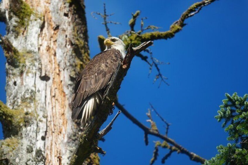 A bald eagle perched on a tree branch. 2