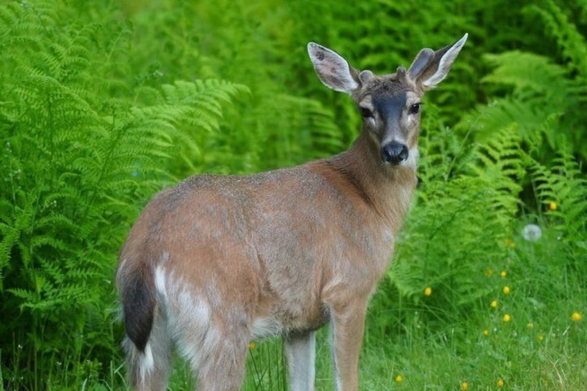 A deer in a lush green forest with ferns and yellow flowers. 3