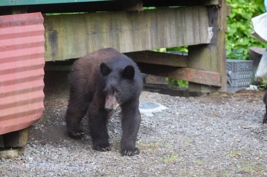 A bear near a wooden structure with a gravel ground. 5